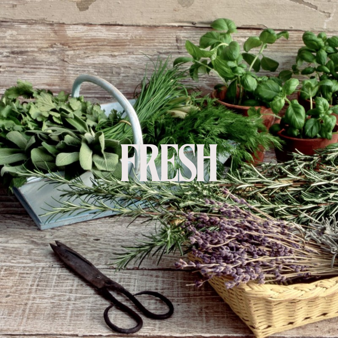 Fresh 04